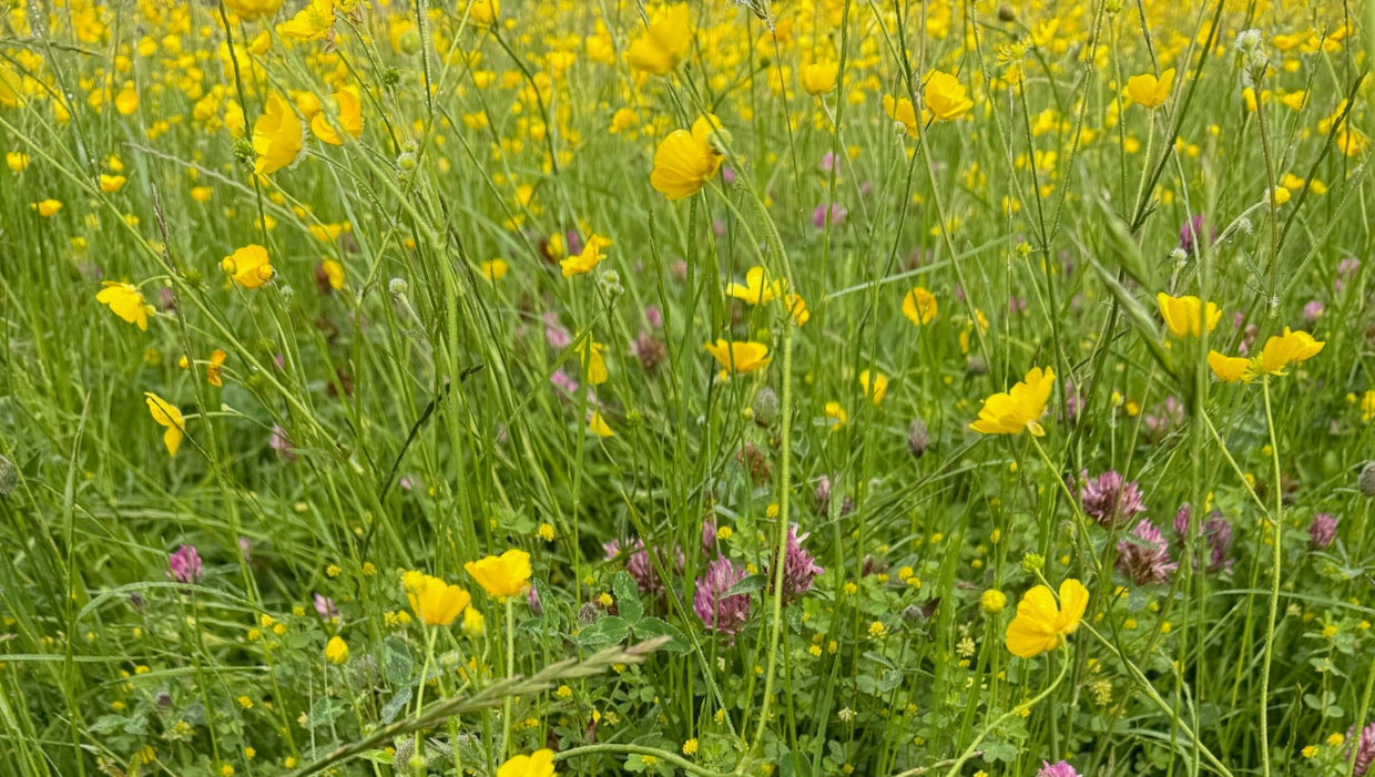 Field of yellow buttercups and some purple flowers amidst green grass