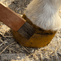 Close-up of a horse hoof being brushed with 'Fire Horse Botanicals' product.