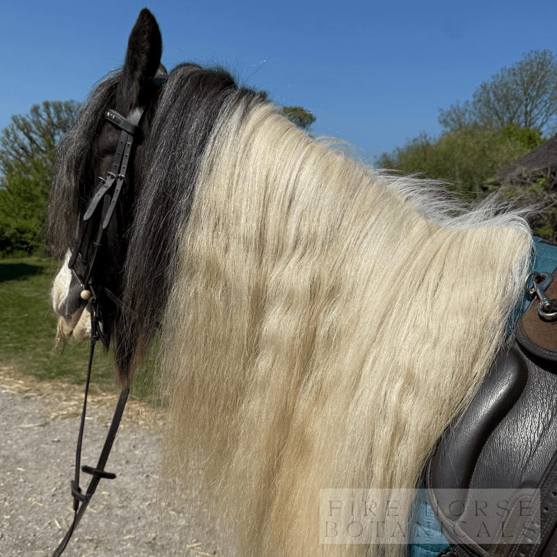 Horse with a bridle and reins on a path with trees in the background after 'Fire Horse Botanicals' product used.