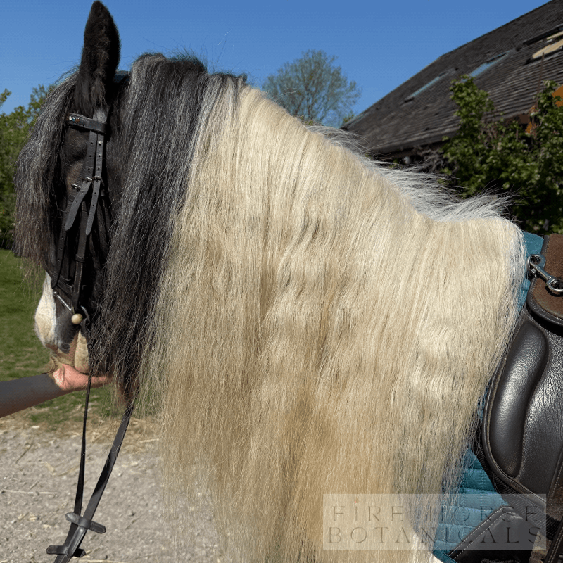 Horse with a bridle in an outdoor setting with a building and trees in the background after 'Fire Horse Botanicals' product used.