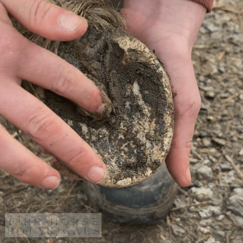 Putty being applied to a horse's hoof against a natural background with 'Fire Horse Botanicals' branding.