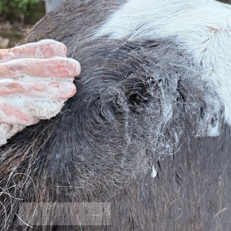 Person wash a horse with 'Fire Horse Botanicals' soap.