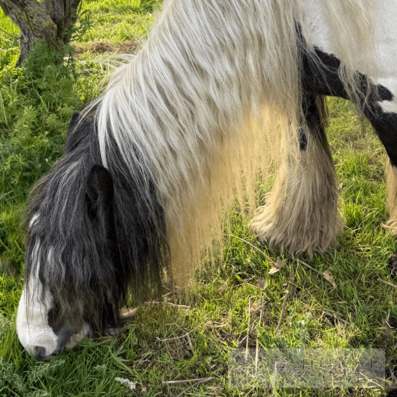 Horse mane after washing with 'Fire Horse Botanicals' soap, horse grazing on grass.