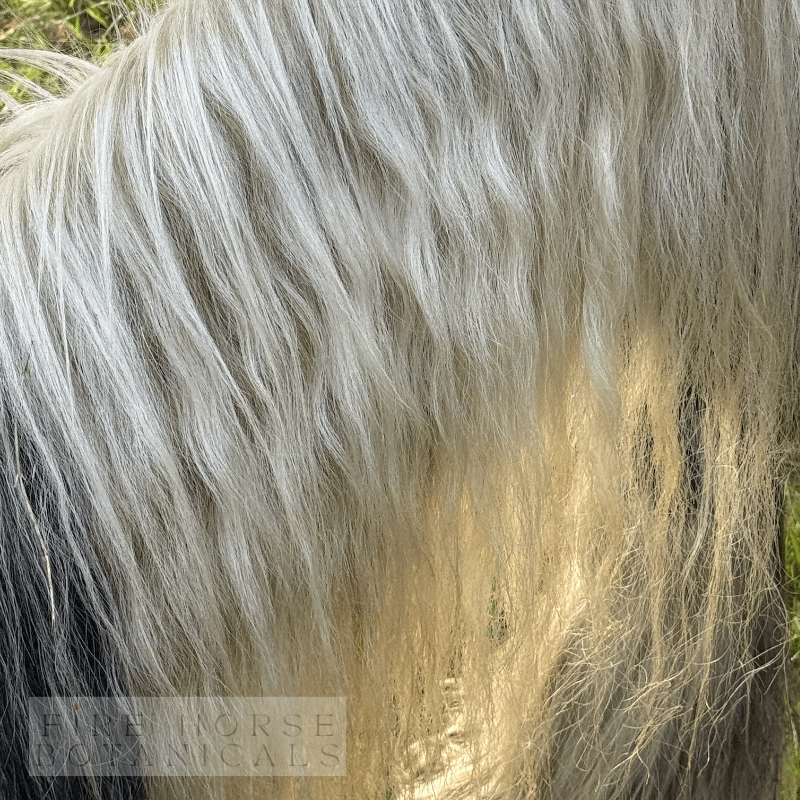 Close-up of a horse's mane after cleaning with 'Fire Horse Botanicals' soap.